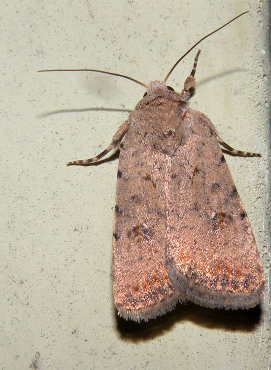 Noctuidae: Paradrina clavipalpis ?